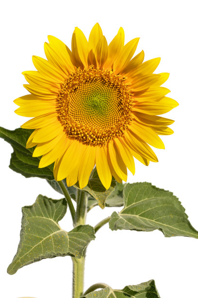 向日葵花在白底特写。图片下载