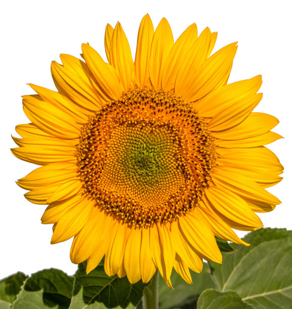 向日葵花在白底特写。图片下载