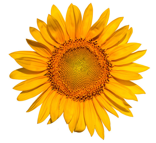 明亮的黄色向日葵花在白色的背景。图片下载