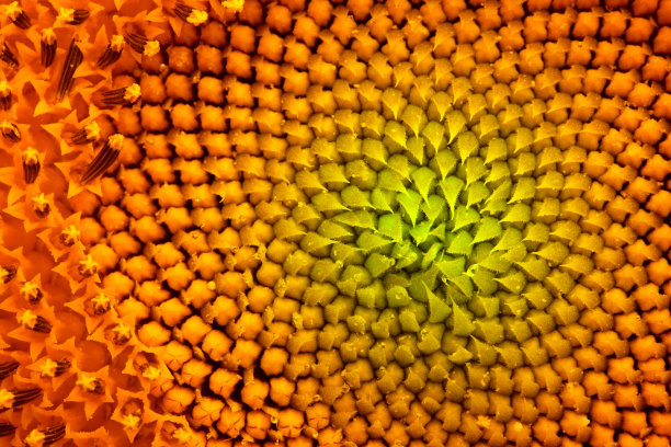 向日葵。花朵特写。抽象的自然背景或图案图片下载