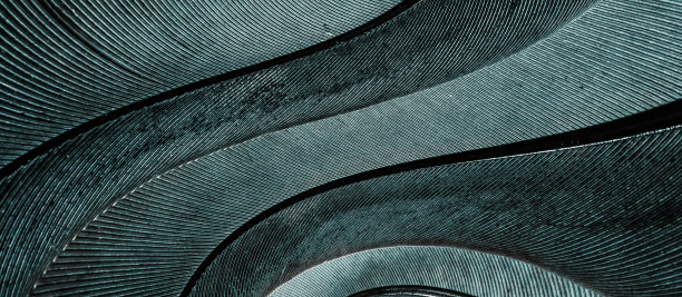 蓝色羽毛鸽子的微距照片。纹理或背景图片下载