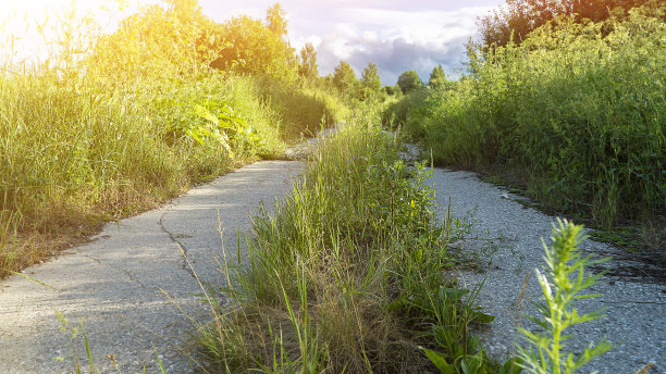 古老的乡村道路的混凝土板与生长的草在春天的日子。荒野中被遗弃的道路。文明和环境。风景如画的风景图片下载