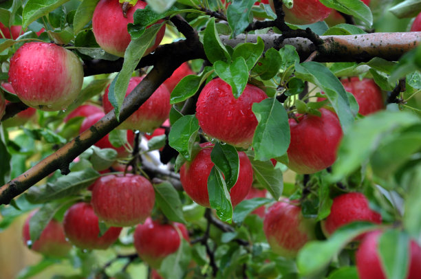 在树枝上有红苹果图片下载
