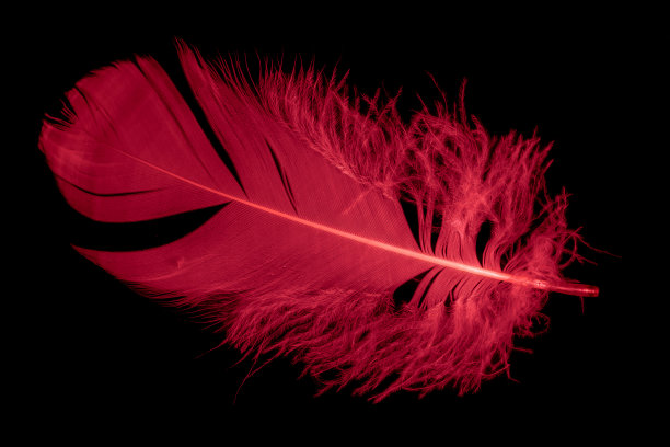 黑色孤立背景上的一根红鹅毛图片下载