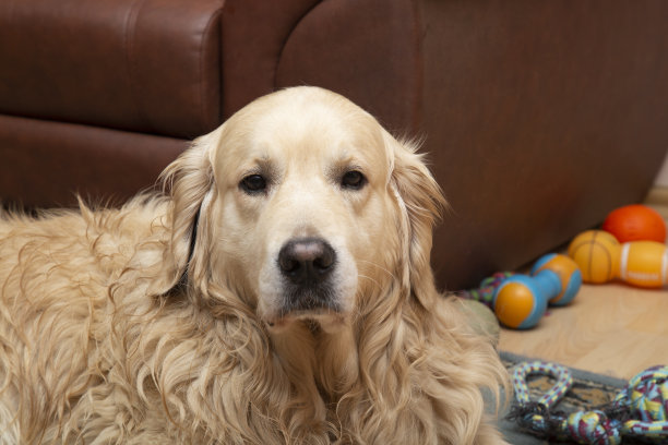 狗，金毛猎犬在家和他的玩具。图片下载