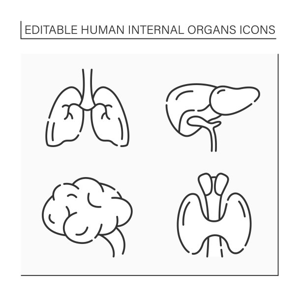 人体内脏器官线条图标设置图片下载
