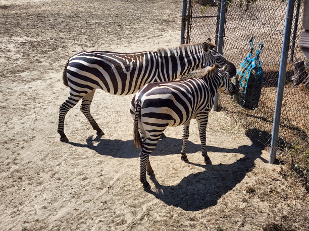 斑马吃草图片下载