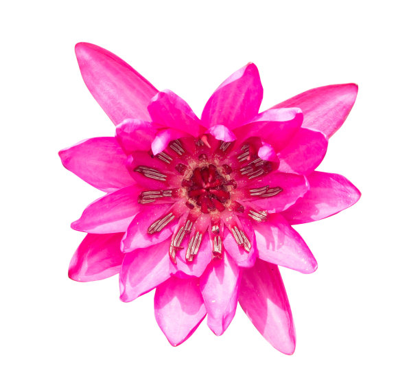 单美丽的粉红色睡莲或莲花的顶视图，佛陀花孤立在白色背景与修剪路径图片下载