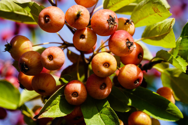 树上生长的水果特写镜头图片下载