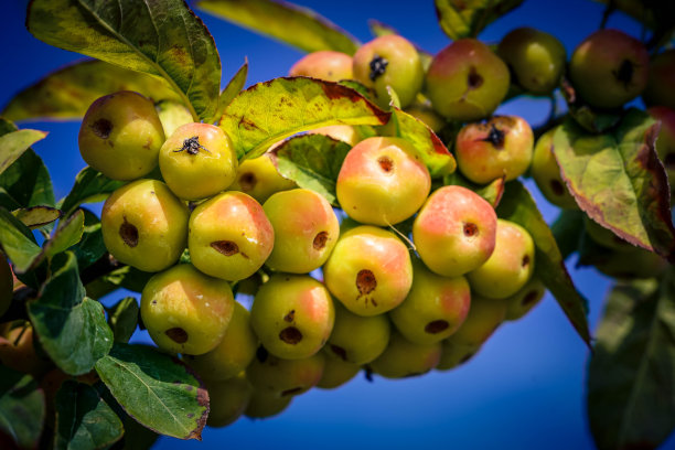 树上生长的水果特写镜头图片下载
