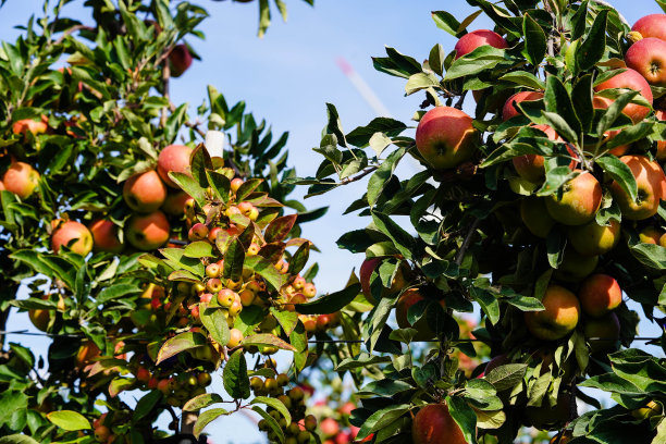 树上苹果仰天俯视图片下载