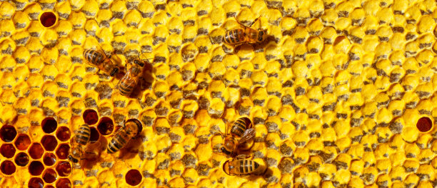 蜜蜂在蜂蜡上的蜂巢里。新鲜蜂蜜图片下载