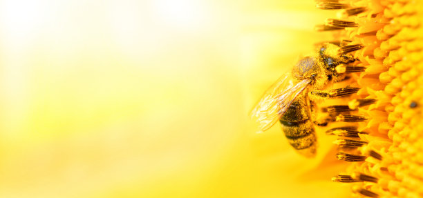 蜜蜂和向日葵，选择性聚焦。宏。特写镜头图片下载