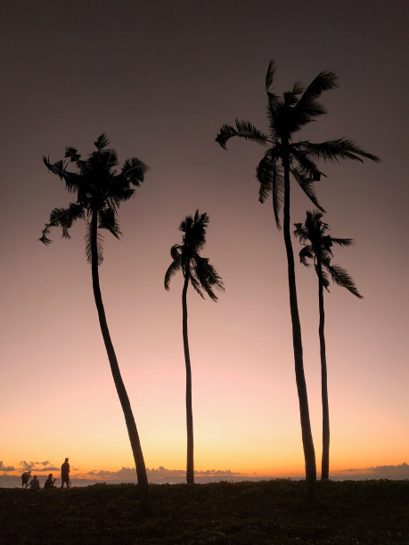 夕阳下的棕榈树图片下载