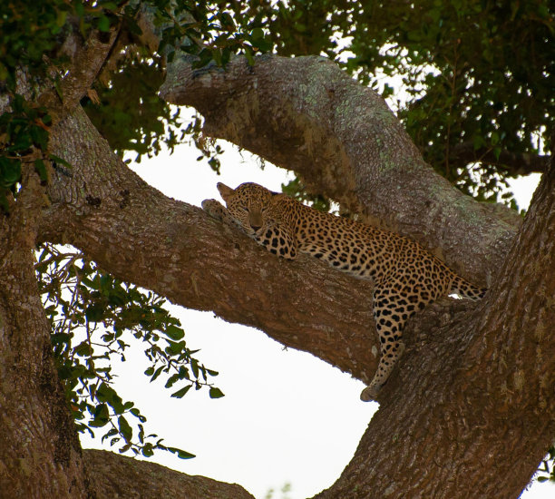 创意斯里兰卡野生动物图片图片下载