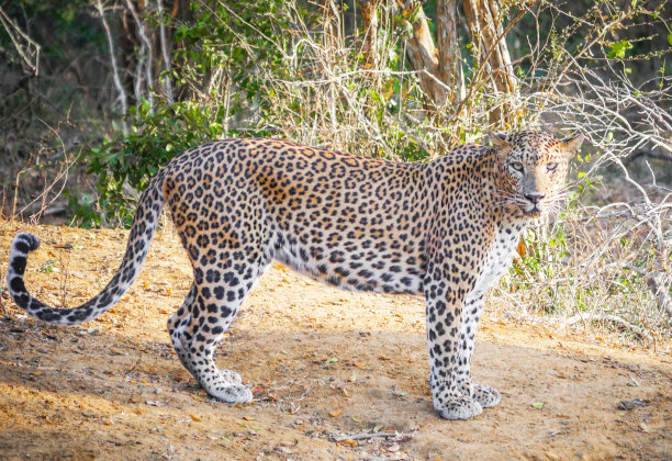 创意斯里兰卡野生动物图片图片下载
