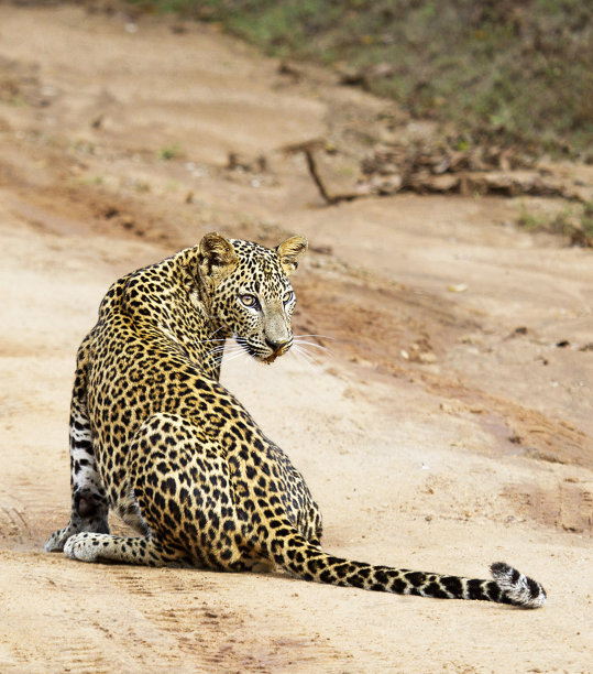创意斯里兰卡野生动物图片图片下载