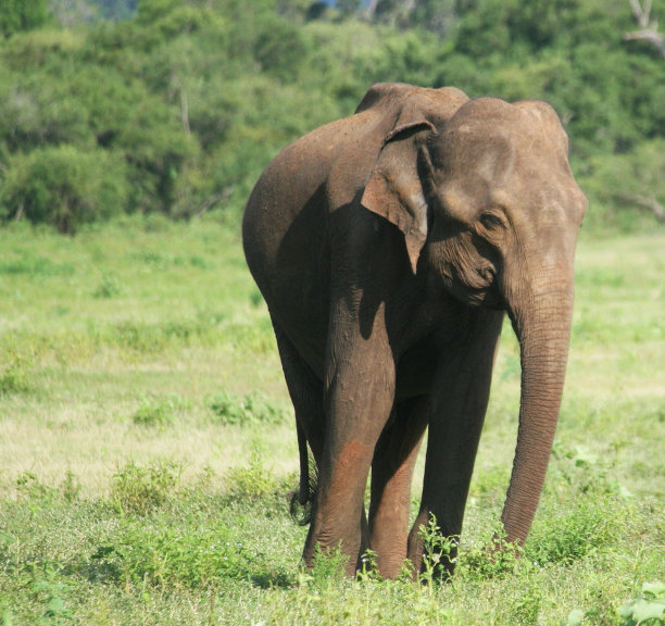 创意斯里兰卡野生动物图片图片下载