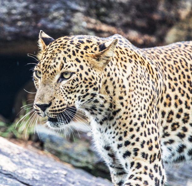 创意斯里兰卡野生动物图片图片下载