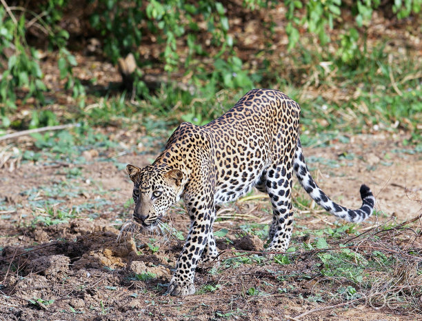 创意斯里兰卡野生动物图片图片下载