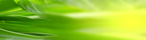 模糊的叶子自然夏季绿叶天然绿叶植物用作壁纸背景图片下载