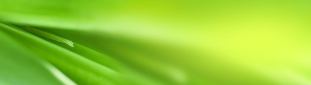 模糊的叶子自然夏季绿叶天然绿叶植物用作壁纸背景图片下载