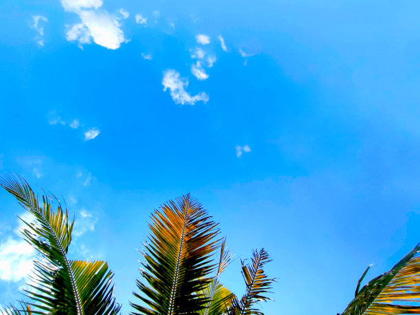 椰子树上方的天空图片下载