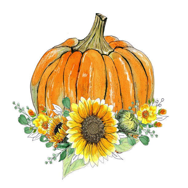 水彩组成。秋天南瓜装饰。感恩节装饰，南瓜与向日葵排列，孤立图片下载