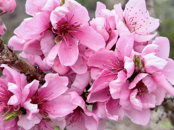 粉红桃花特写图片下载