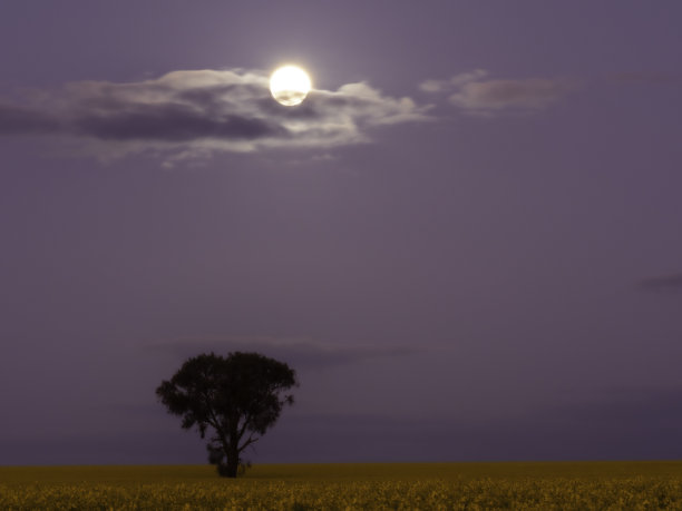 月亮从油菜籽地里升起图片下载
