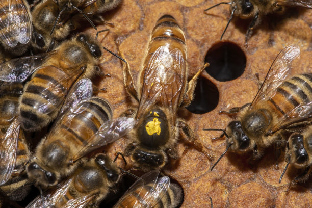 蜂后的近景，她走过一群蜂群图片下载