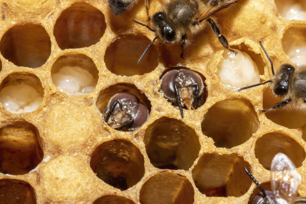 两只蜜蜂从孵化室中孵化的特写。图片下载