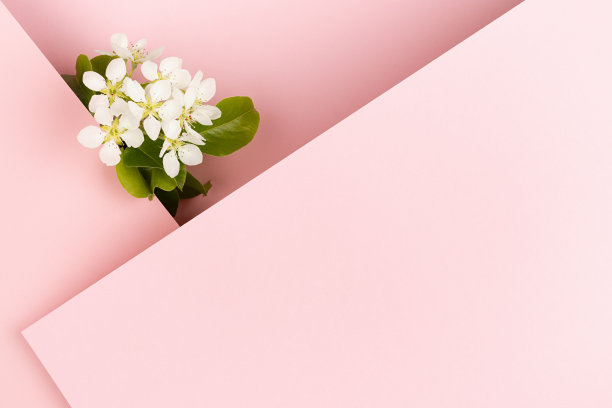 婚礼花粉红色的背景与白色苹果树花，纸空白直平面与角落的文字模型粉彩粉红色的背景为广告，品牌标识，贺卡。图片下载