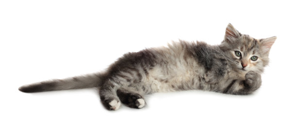 可爱的毛茸茸的小猫在白色的背景。小动物图片下载