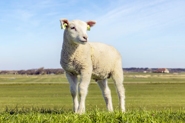 小羊羔友好地站着，小羊羔骄傲而坦率地站在堤坝上图片下载