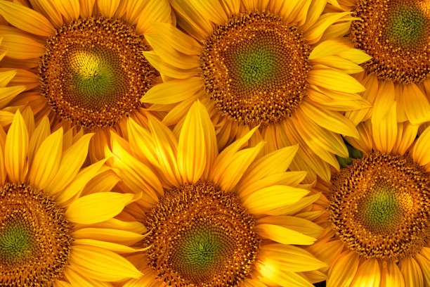 模式,向日葵花。抽象的自然背景或纹理。图片下载
