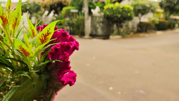 路边的一朵红花图片下载