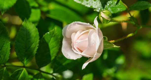 美丽的盛开的白色玫瑰花海泡沫。娇嫩的小枝灌木玫瑰'海泡沫'与白花常绿模糊的背景。花卉自然背景与复制空间。浪漫的艺术形象图片下载