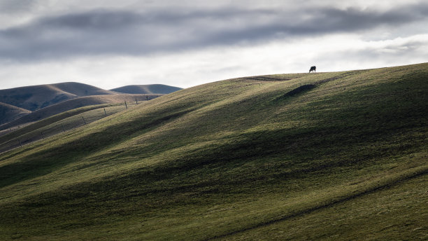 牛群的剪影在起伏的山顶上吃草。奥塔哥中部。图片下载