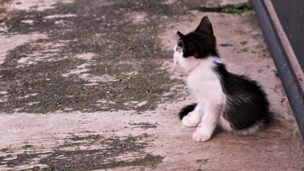 小猫在等妈妈图片下载