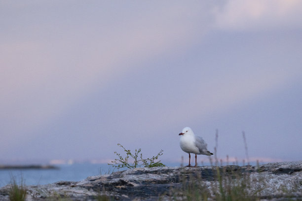 海鸥在日落日出的海滩上图片下载