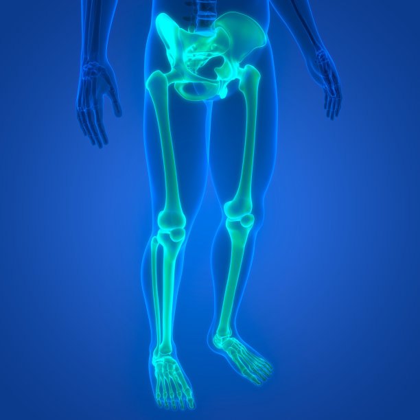 人体骨骼系统，下肢骨关节解剖学图片下载