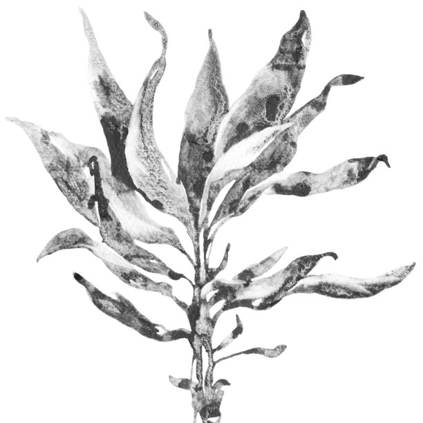 植物艺术绘画图片下载