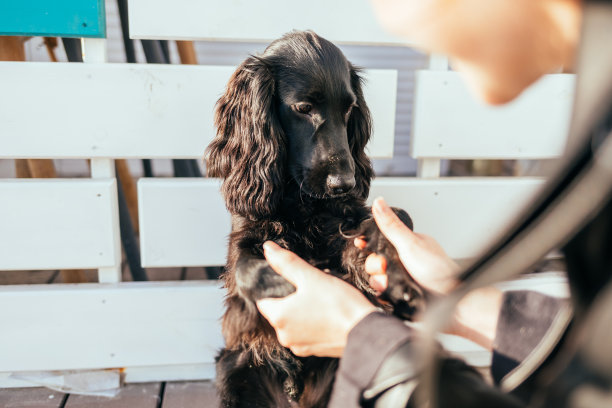 一个年轻的女人握着她的狗的爪子图片下载
