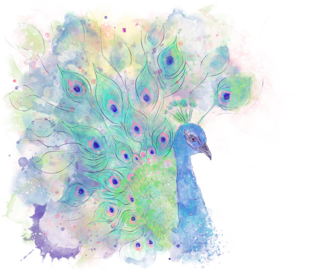 《白上孔雀》水彩数字画图片下载