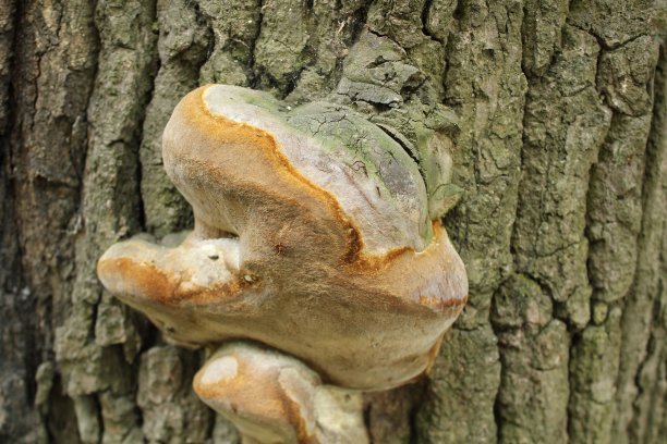 森林中生长在树干上的野生菌类蘑菇的特写图片下载