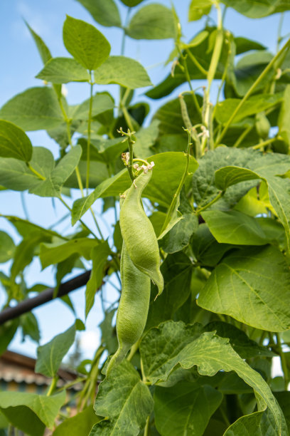 农田里的豆荚，种植有机蔬菜，垂直照片图片下载
