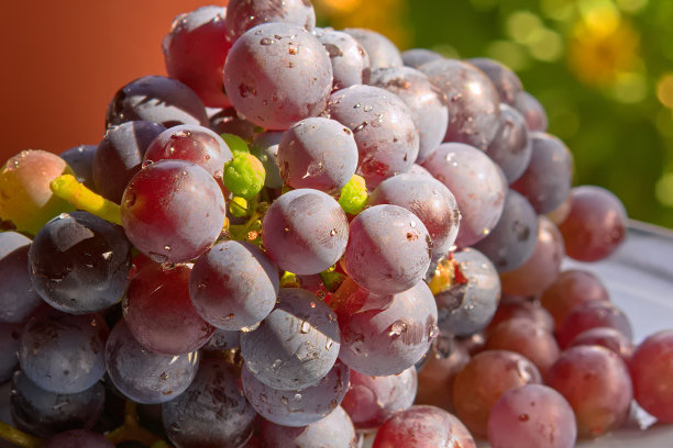 秋天露台上的葡萄果图片下载