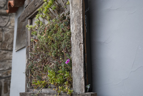 木质建筑上的多肉植物图片下载