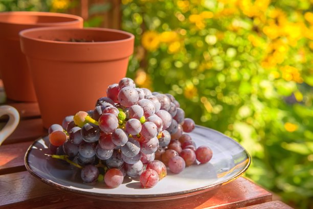 秋天露台上的葡萄果图片下载